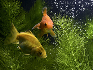 熱帯魚・金魚」を引っ越すベストな方法